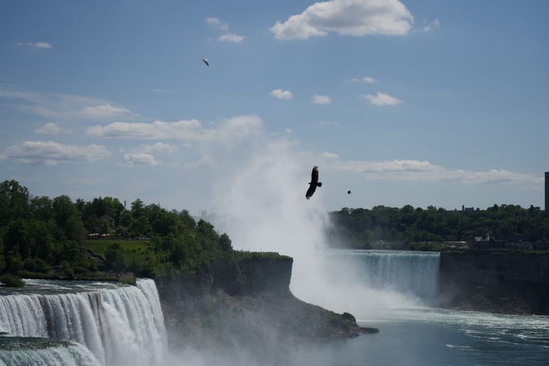 A bird flying over mist rising from the edge of a waterfall