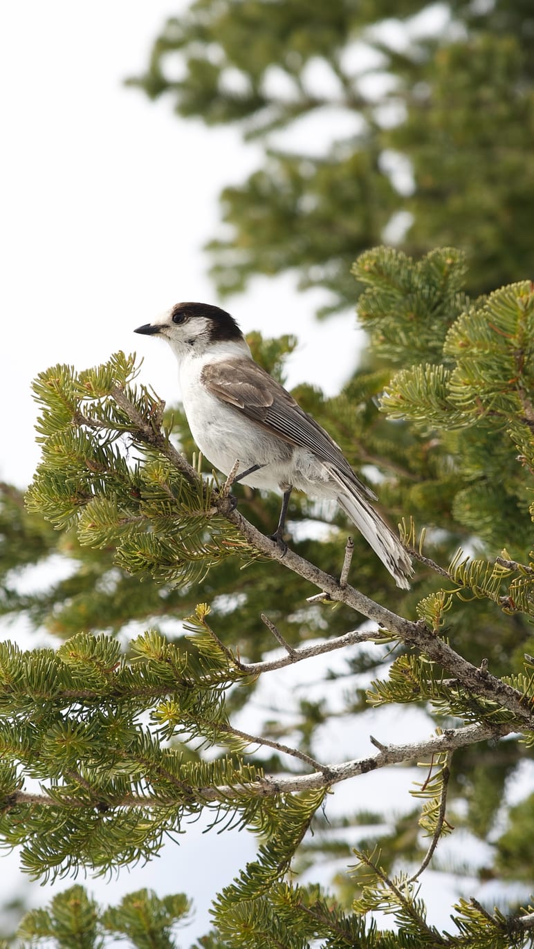 A bird with a black cap perched on a pine branch