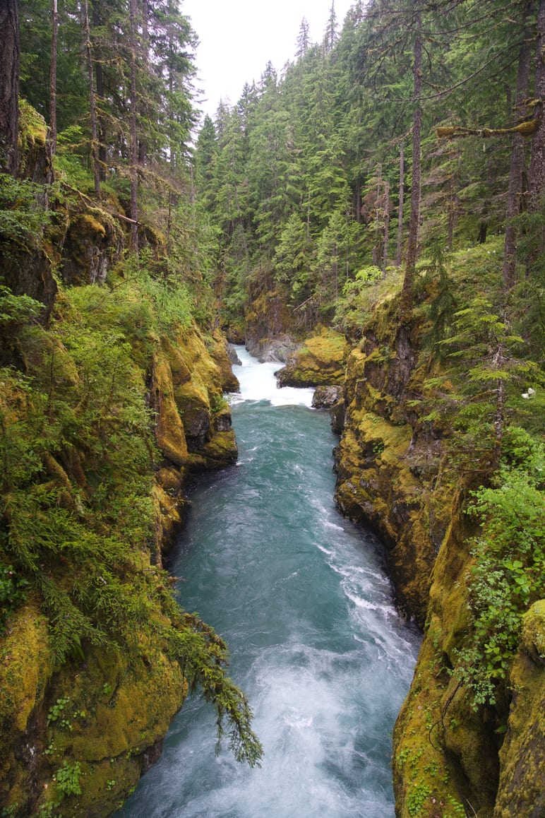 A river rushing through a narrow, moss covered canyon