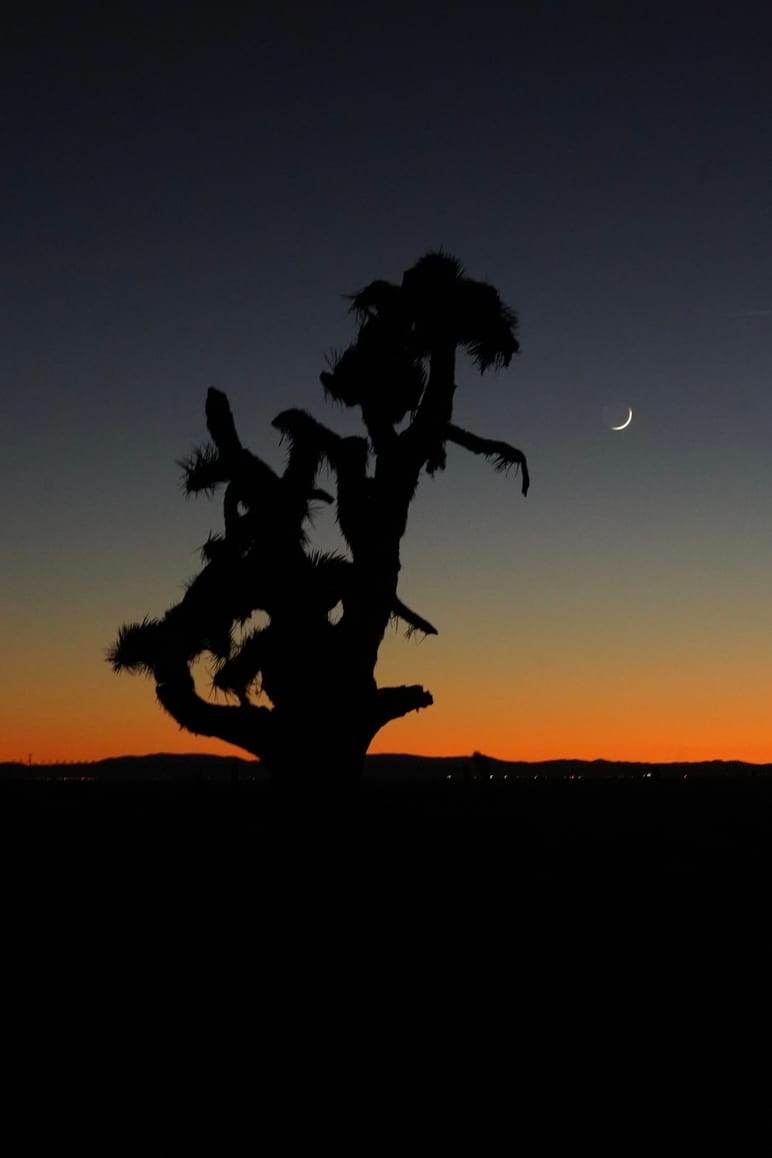 Silhouette of a joshua tree against an orange sunset sky with a crescent moon