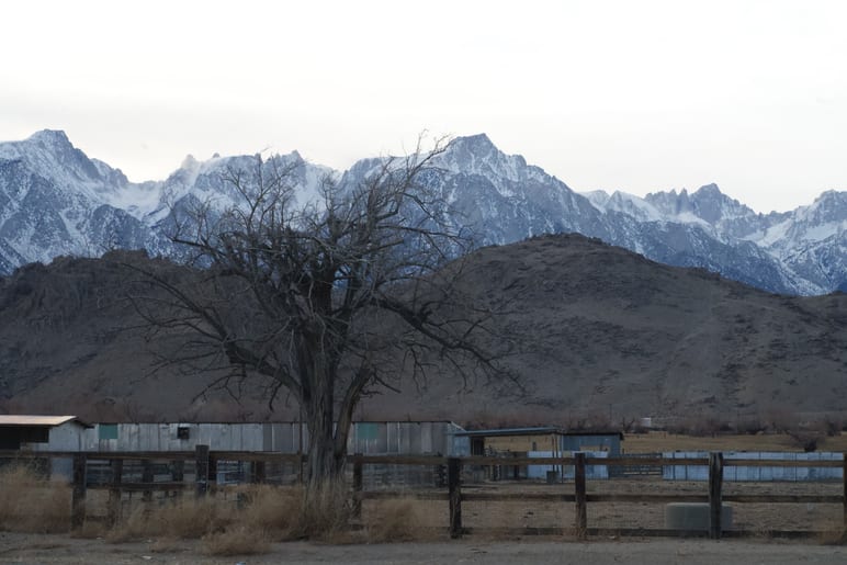 Bare tree silhouette against snow capped mountains beyond a ranch fence