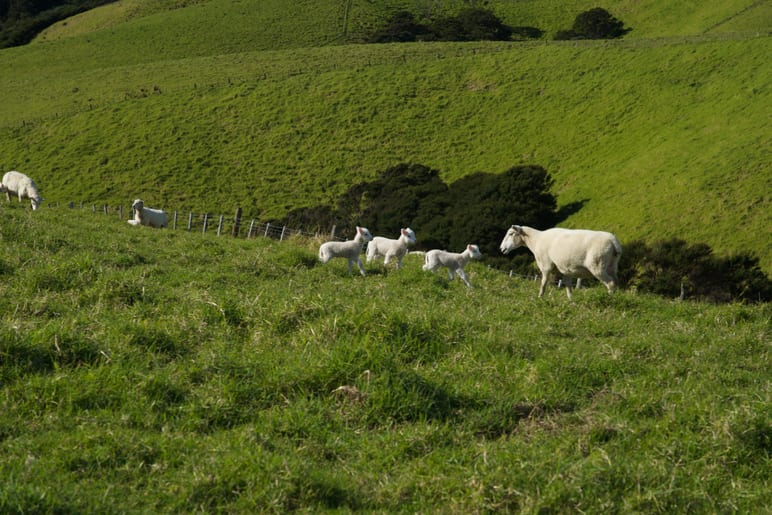 Sheep and lambs walking along a grassy hillside pasture