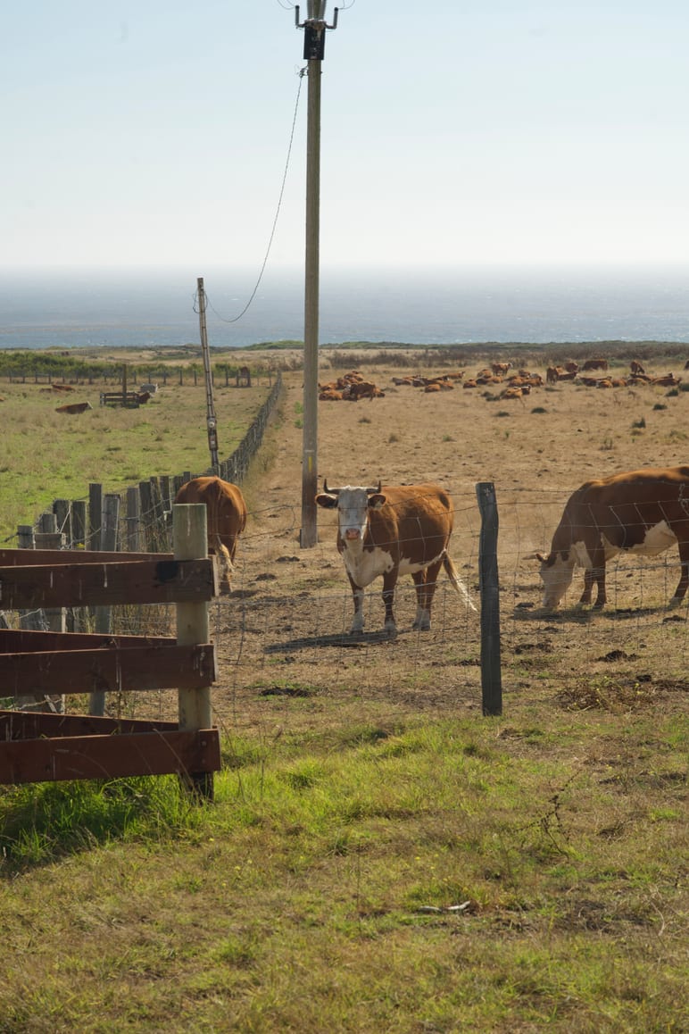 Cattle grazing behind a wire fence with the ocean visible beyond
