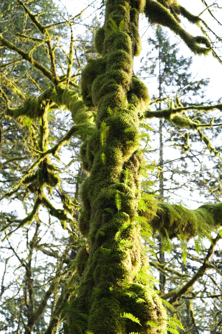 Moss and ferns cling to a tree trunk lit by soft sunlight