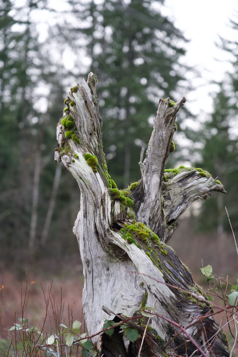 A weathered stump covered in moss stands against a blurred forest backdrop