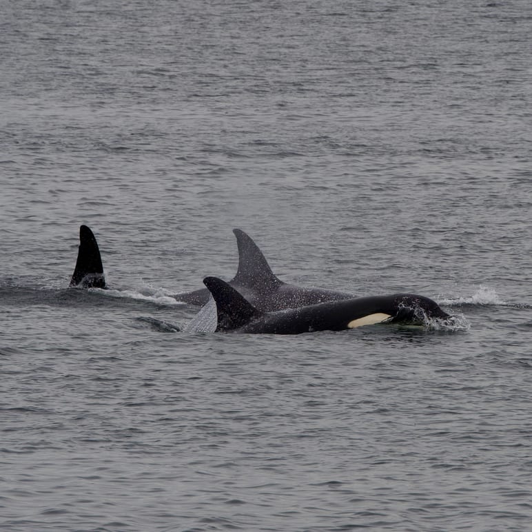 Two whales surface together in calm gray water