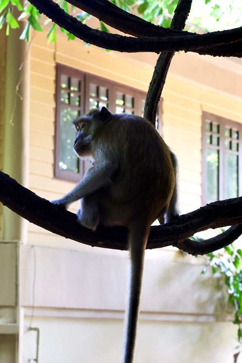 A monkey perched on a branch in front of a building