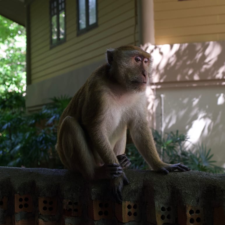 A monkey sitting on a stone wall in front of a building