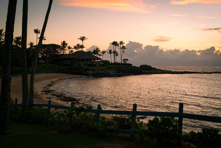 Silhouetted palm trees along a beach at sunset, calm water beyond