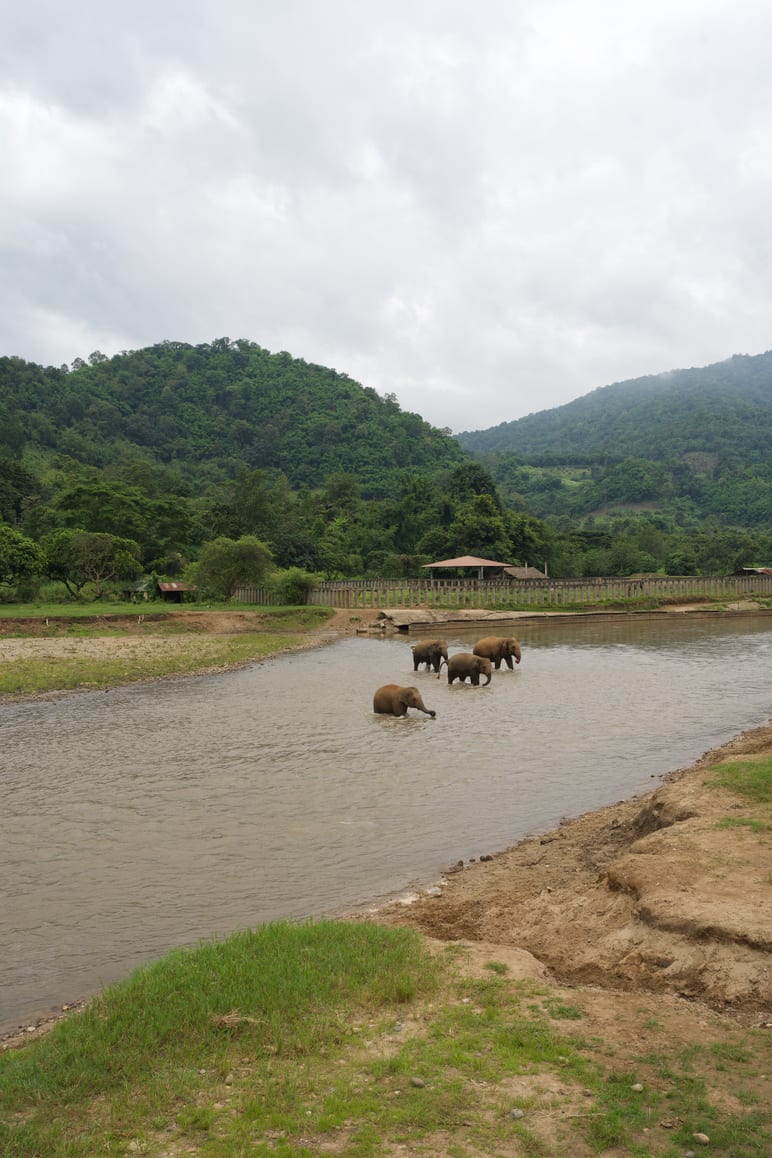 Small herd of elephants wading through a muddy river below forested hills