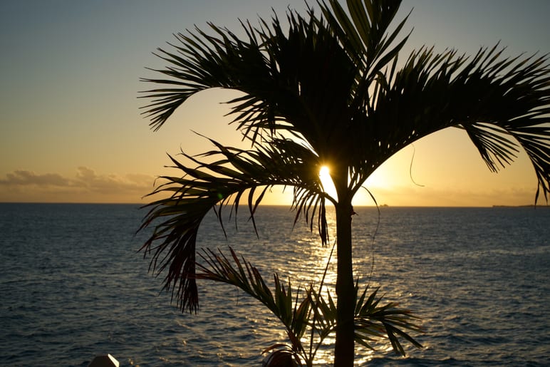 Silhouette of palm fronds against an ocean sunset