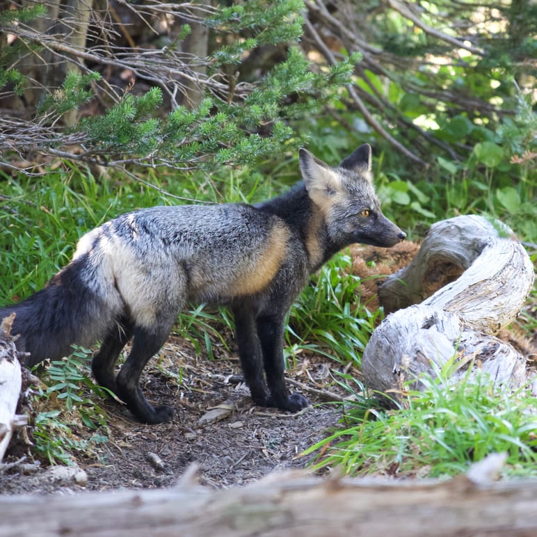 A fox standing alert beside a weathered log in a forest clearing