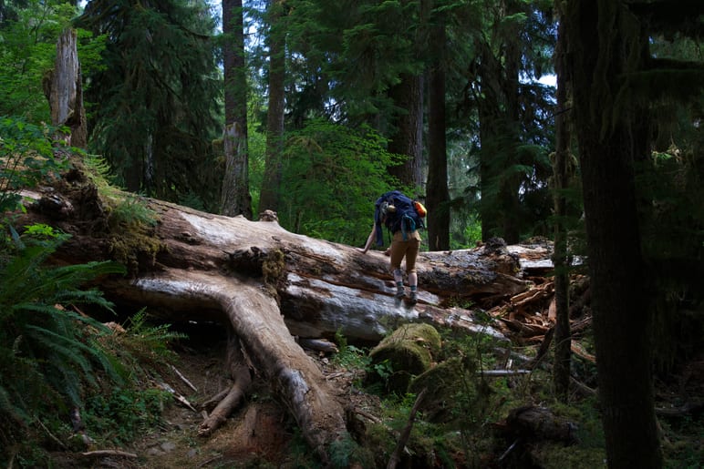 A hiker with a backpack crossing a large fallen log in the forest
