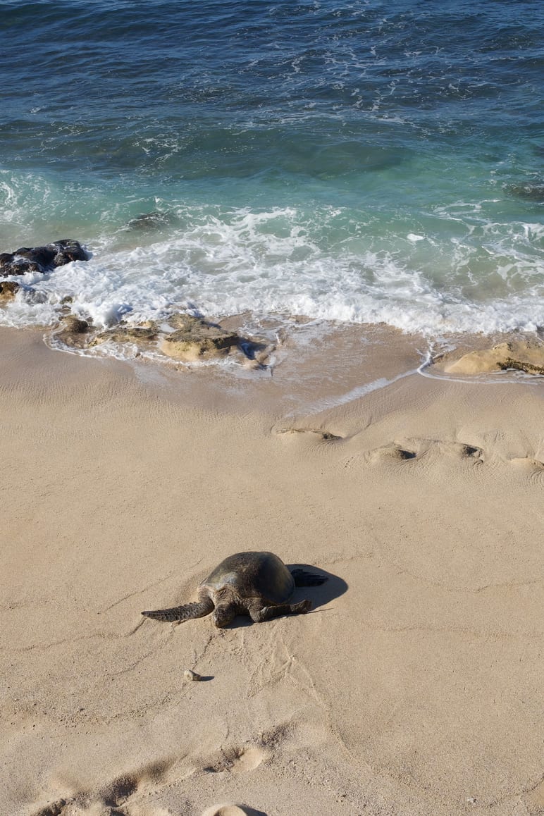 A turtle on wet sand near breaking waves, seen from above