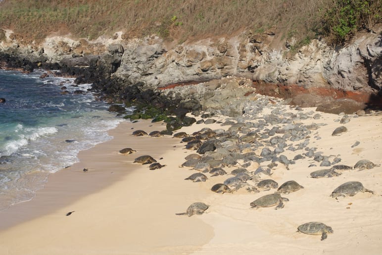 Numerous turtles resting on a sandy beach beside rocky cliffs