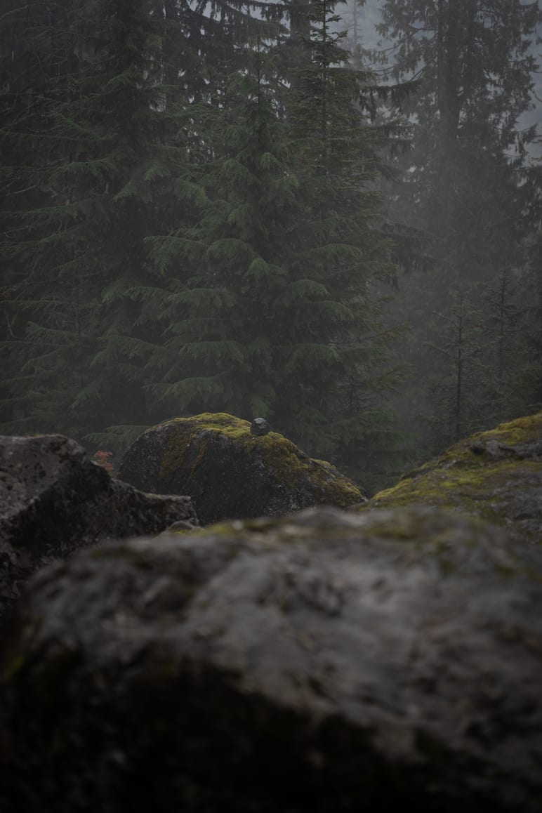 A small dark bird perched on a moss covered rock in misty forest