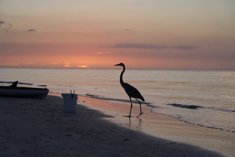 A bird walking along a beach at sunset near a boat and bucket