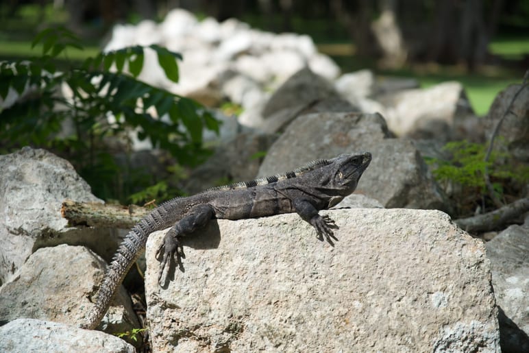 Dark iguana resting on a large stone, tail curled behind it
