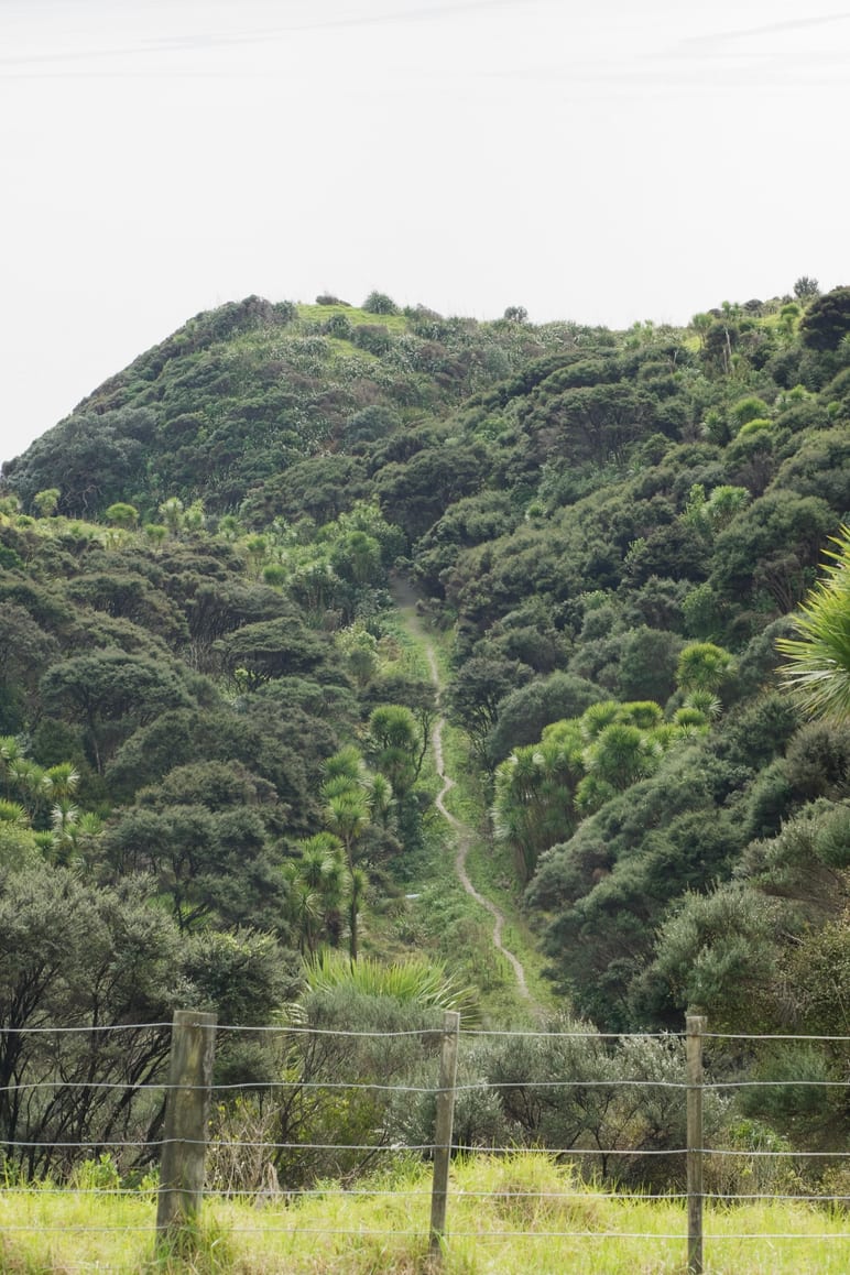 Narrow dirt trail climbing a steep, densely forested hillside