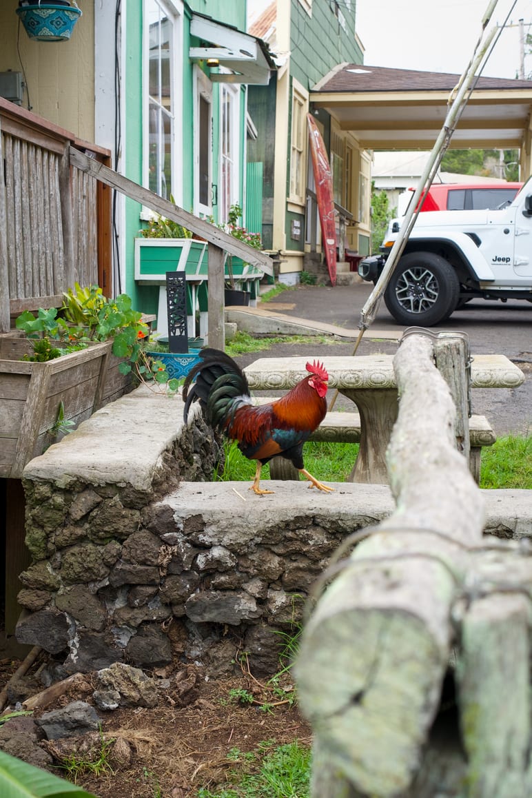 A rooster standing on a stone wall in front of colorful houses