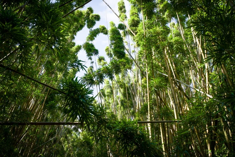 Dense bamboo grove with sunlight filtering through tall green stalks
