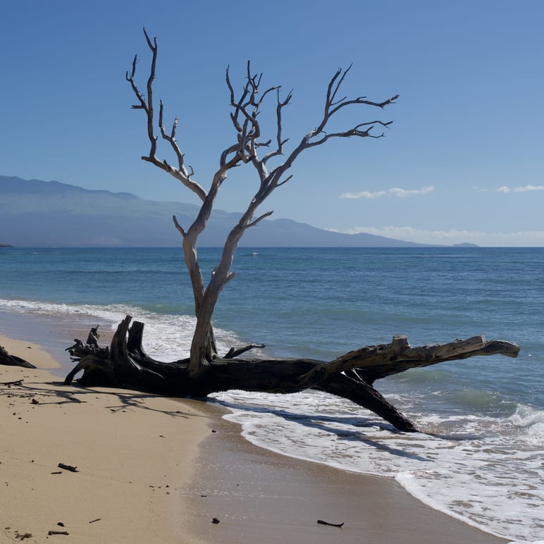 Bare, weathered tree on a sandy beach against blue sea and sky