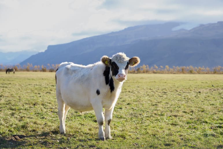 A cow stands in a grassy field with mountains rising behind it