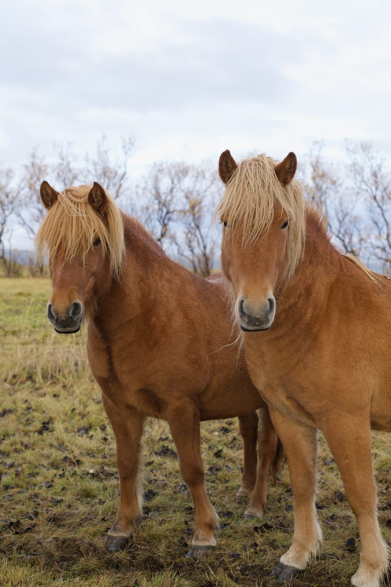 Two shaggy horses with long manes stand close together in a field