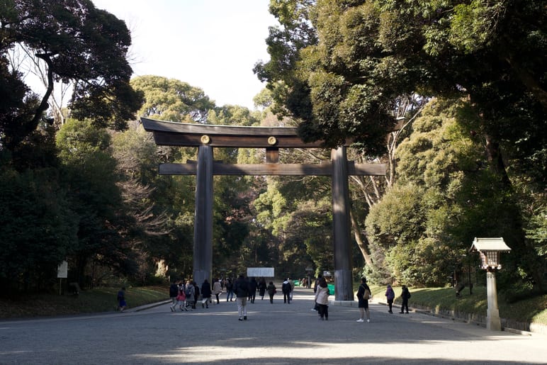 People walk through a large wooden gate lined with tall trees