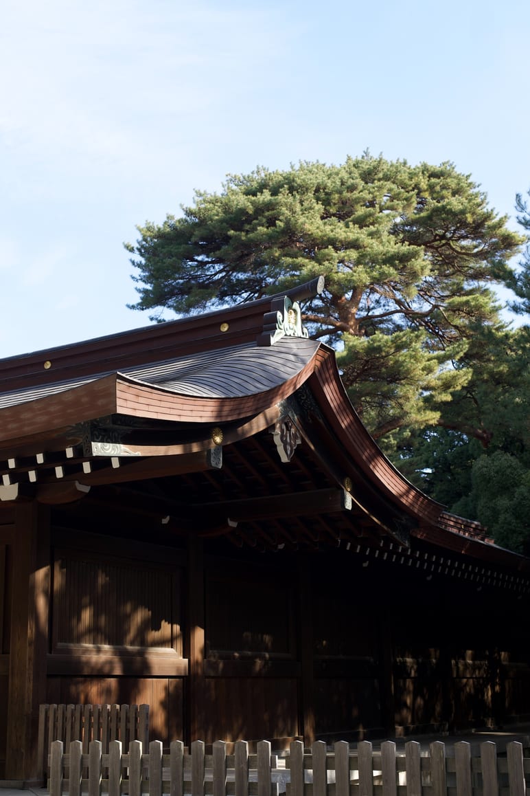A curved wooden roof with ornate eaves stands beneath a large pine tree