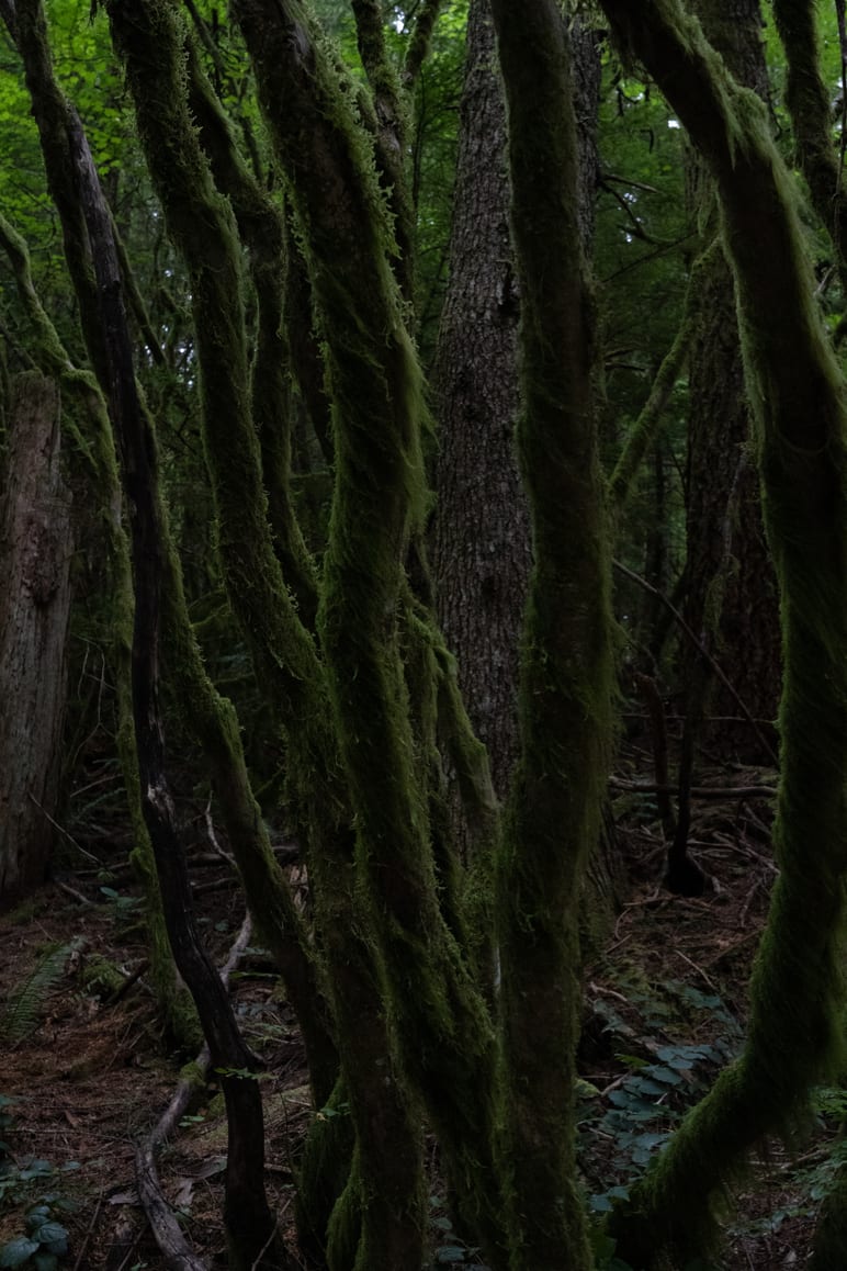 Moss draped tree trunks in a dim forest