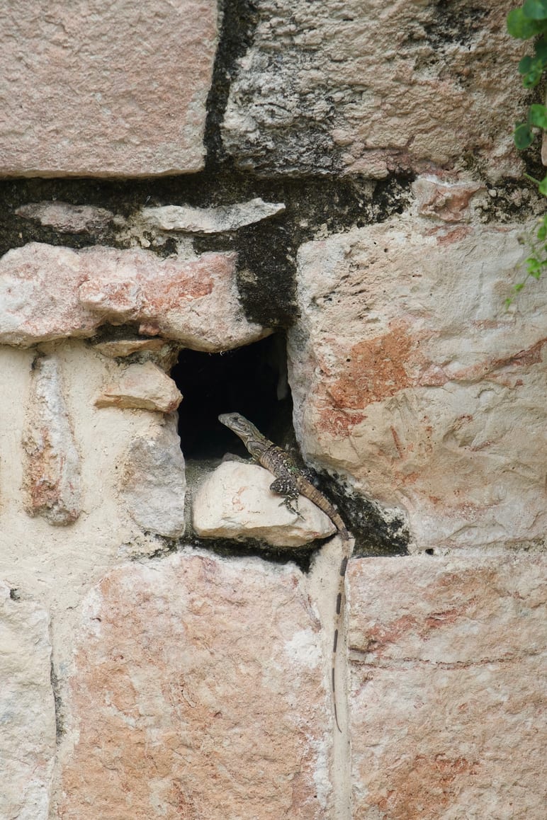 A small lizard rests on a stone wall with a dark opening