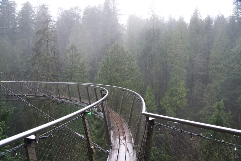 A curved suspension walkway winds through misty evergreen forest