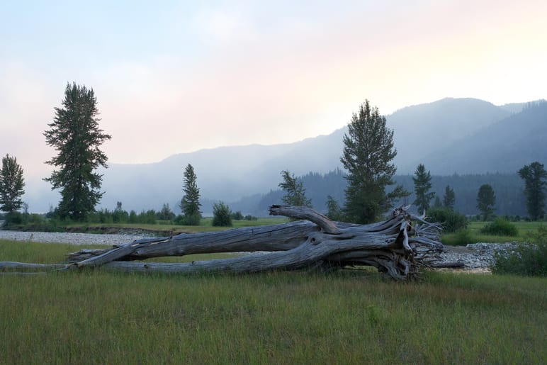 Weathered driftwood log lying in a grassy meadow beneath hazy mountains