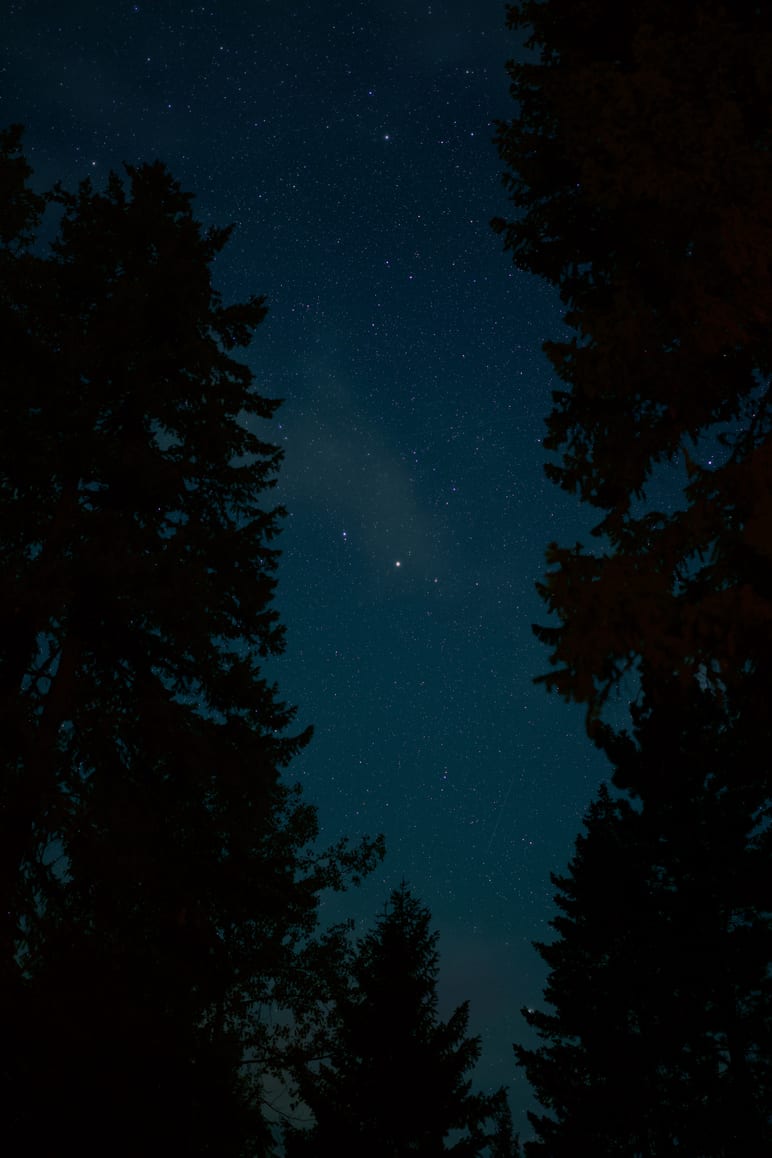 Stars scattered across a night sky framed by silhouetted evergreen trees