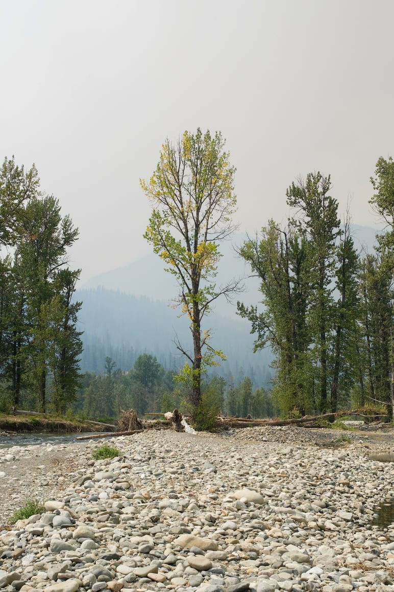 Bare tree with yellow leaves standing among evergreens on a rocky riverbed