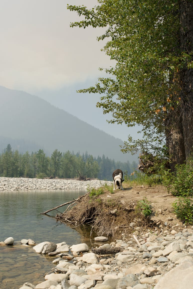 Dog walking along a rocky riverbank beneath a tree, hazy mountains beyond
