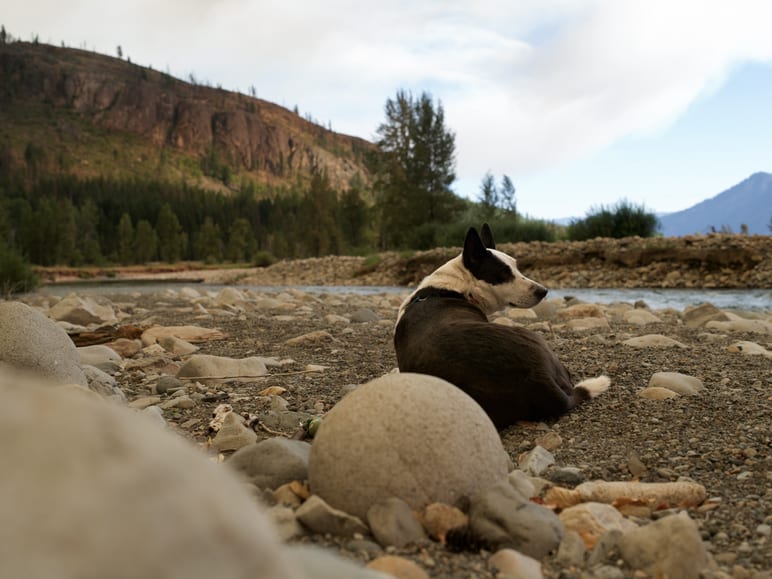 Black and white dog resting among river stones below a forested hillside